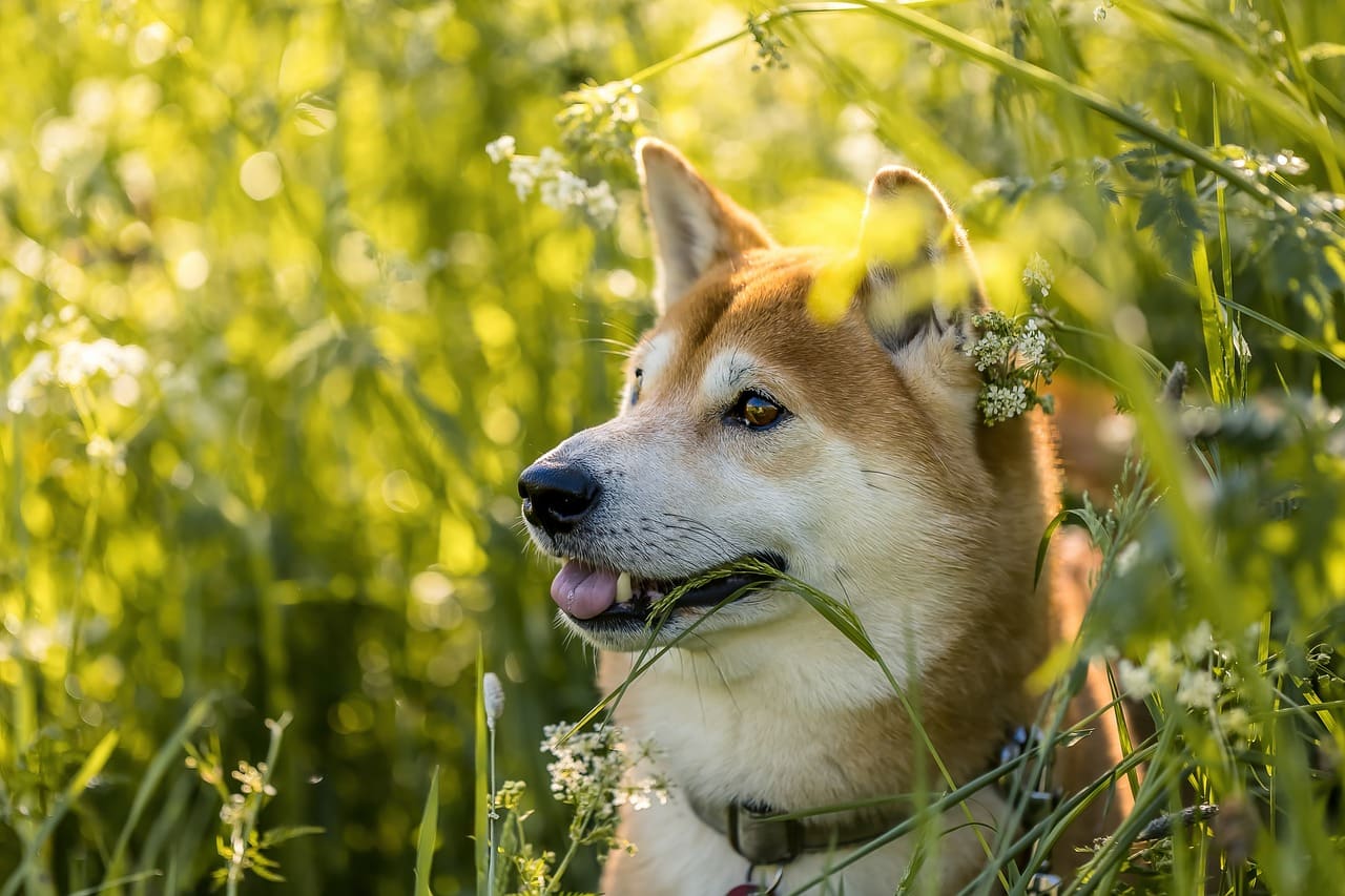 A shiba inu at home