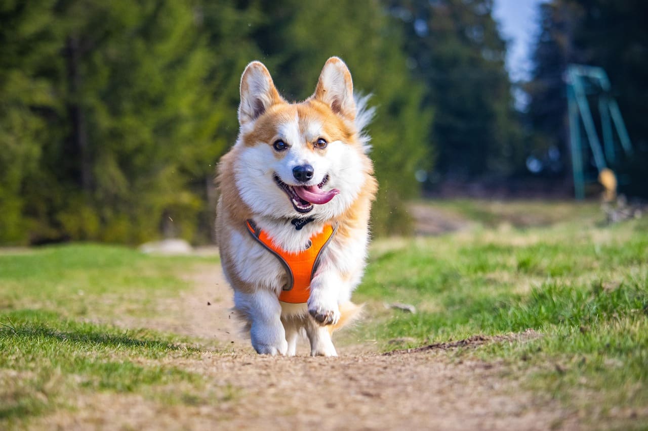A corgi out on a walk