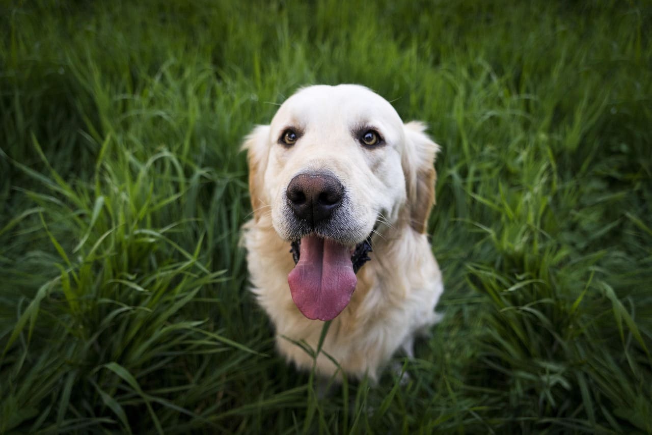 A golden retriever outdoors