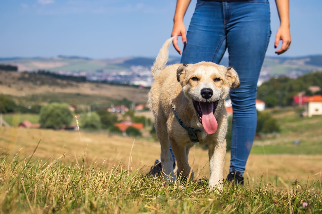 A dog out on a walk