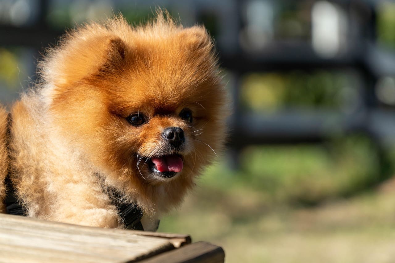 A pomeranian being groomed