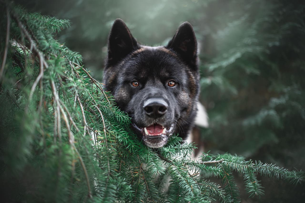 A happy dog