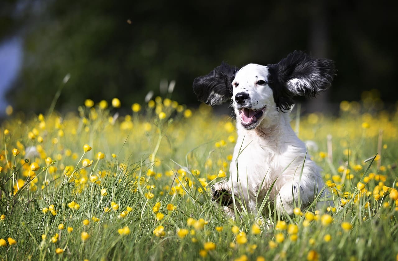 A dog outdoors