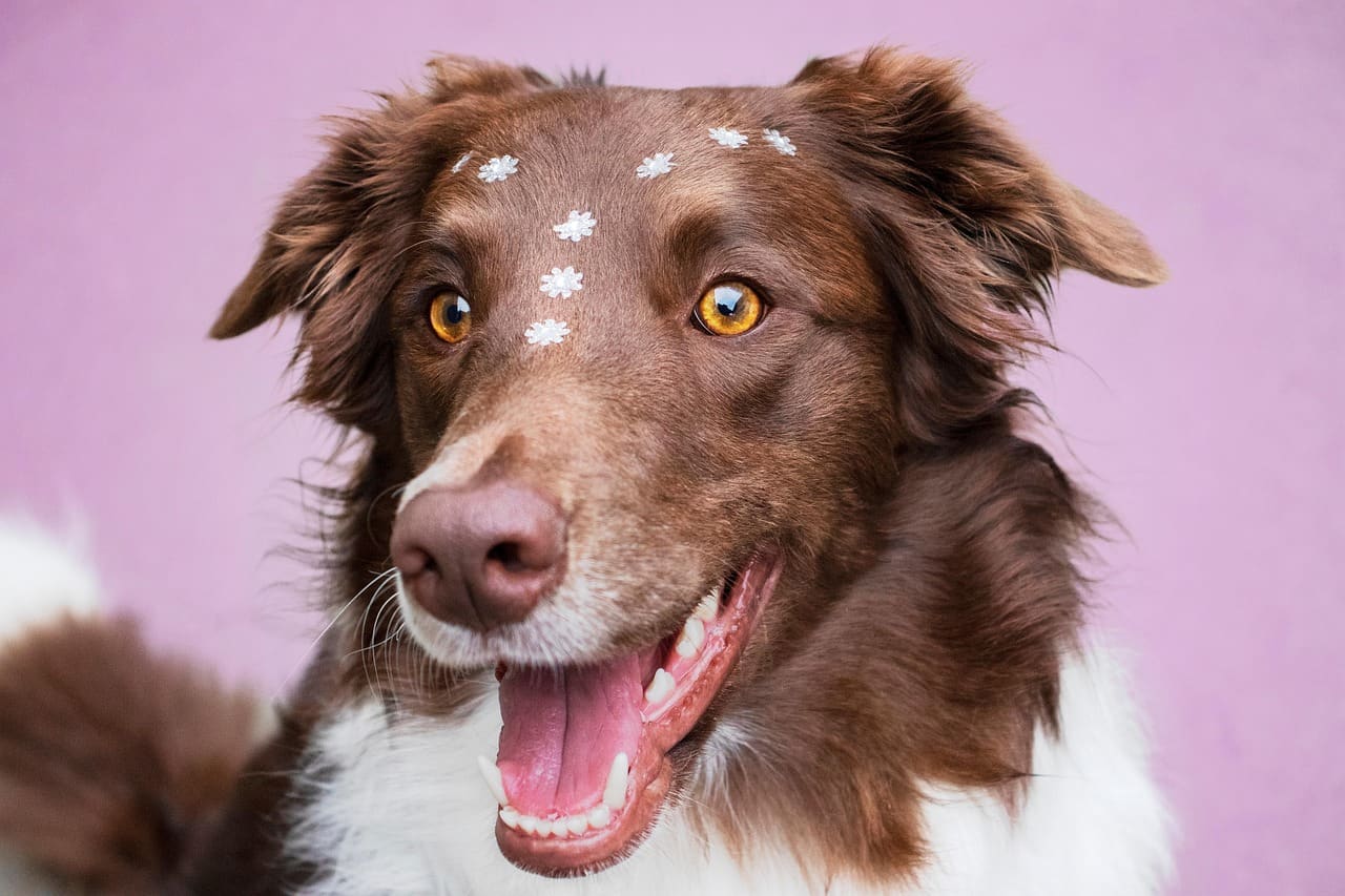 A border collie outdoors
