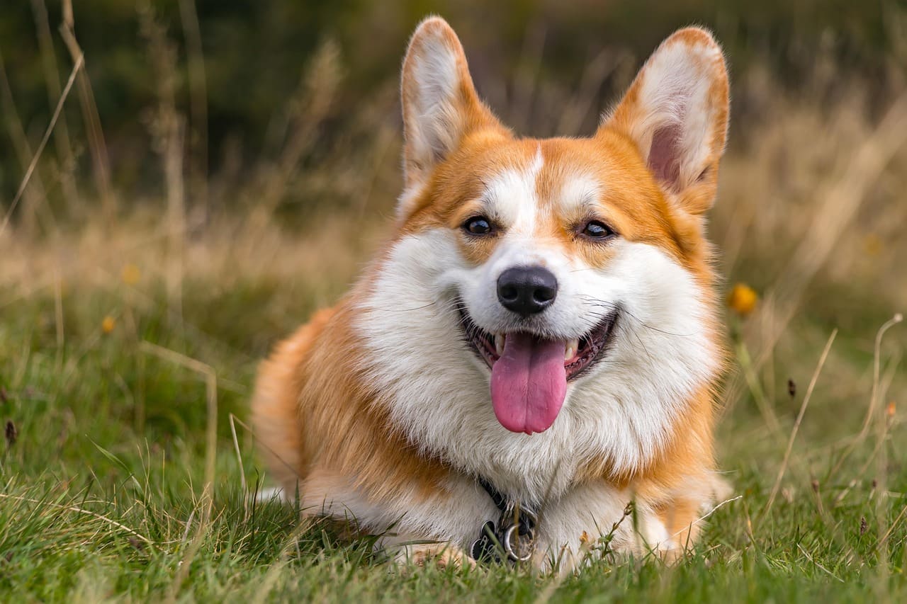 A corgi outdoors