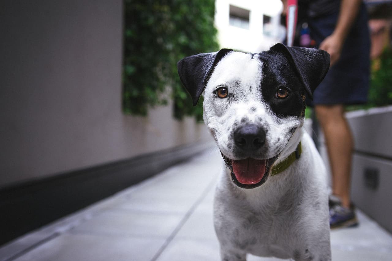 A dog outdoors