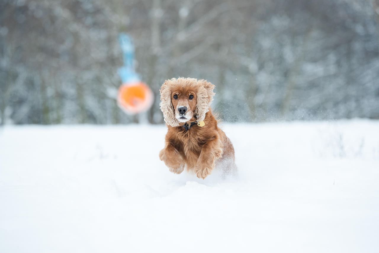 A happy, playful dog