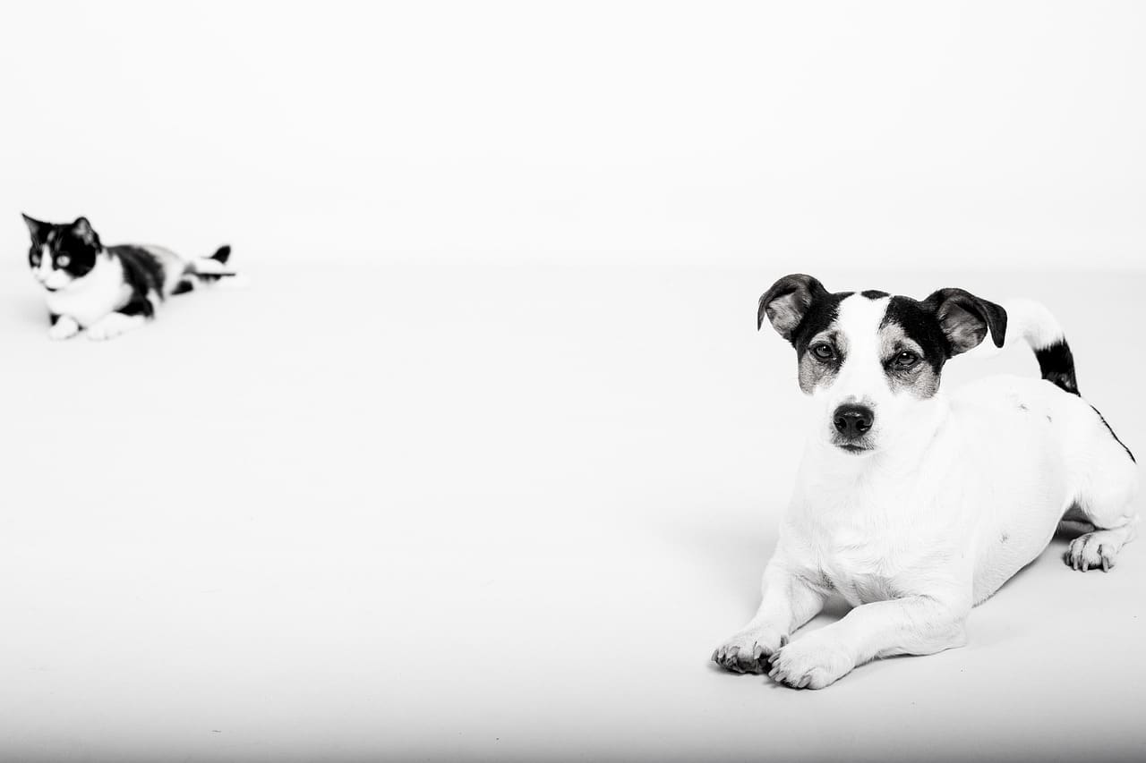 A dog and a cat relaxing at home