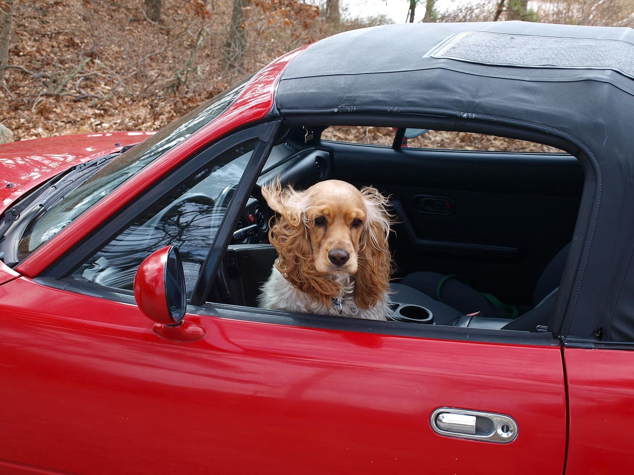 A cocker spaniel travelling in a car