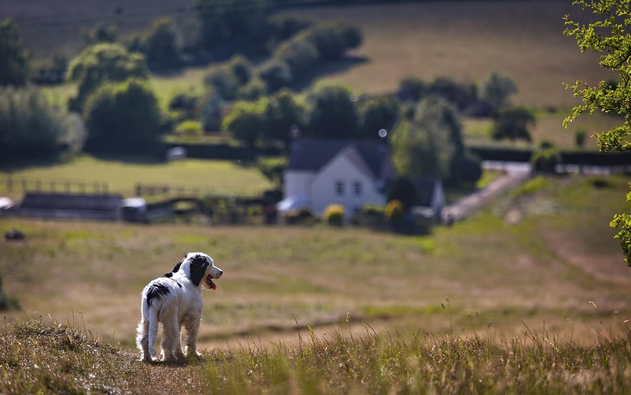 A spaniel outdoors
