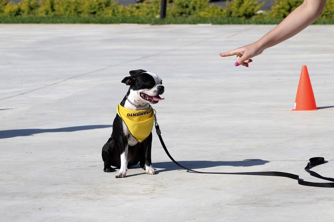 A dog during a training session